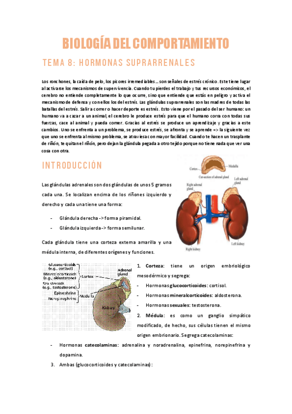 Miniatura del documento BDCTEMA-8HORMONAS-SUPRARRENALES.pdf