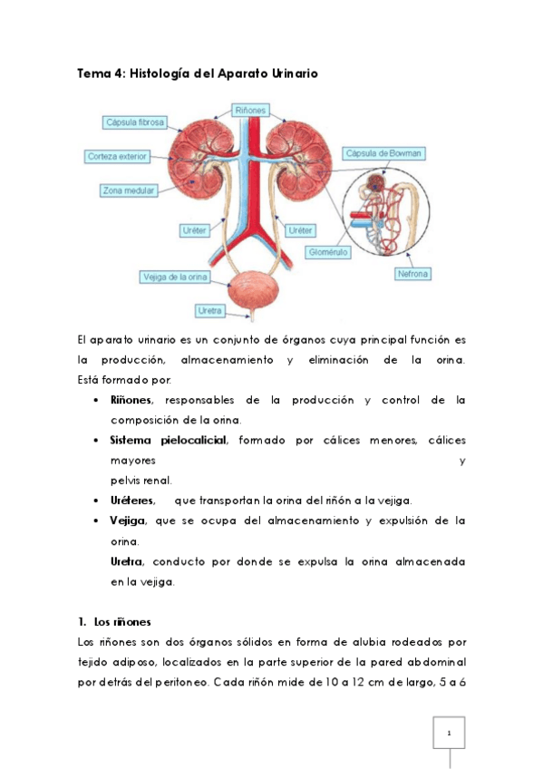 Miniatura del documento Tema 4 - Histología del Aparato Urinario.pdf