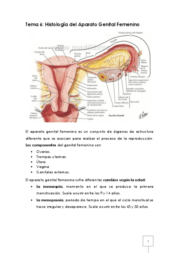 Miniatura del documento Tema 6 - Histología del Aparato Genital Femenino.pdf