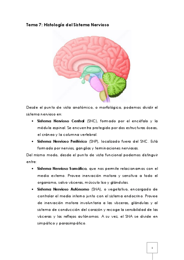 Miniatura del documento Tema 7 - Histología del Sistema Nervioso.pdf