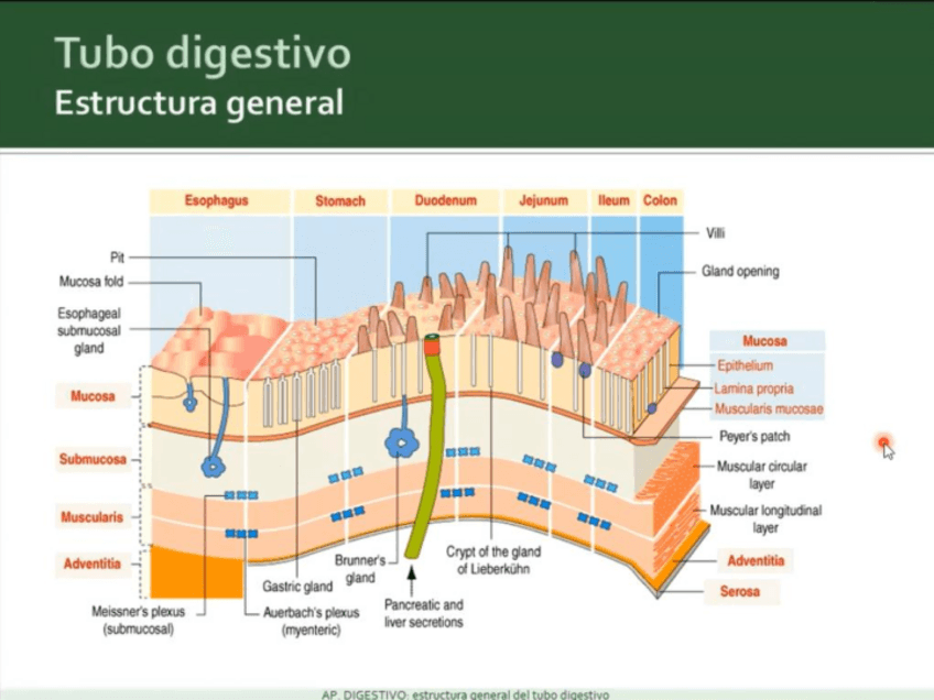 Miniatura del documento esofago-y-estomago.pdf