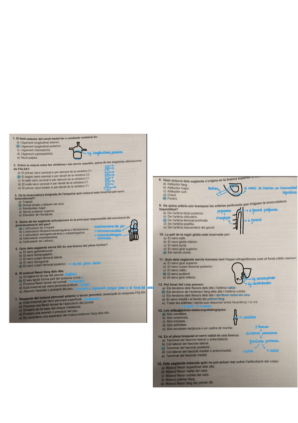 Miniatura del documento examen-Anatomia-fotos-.pdf
