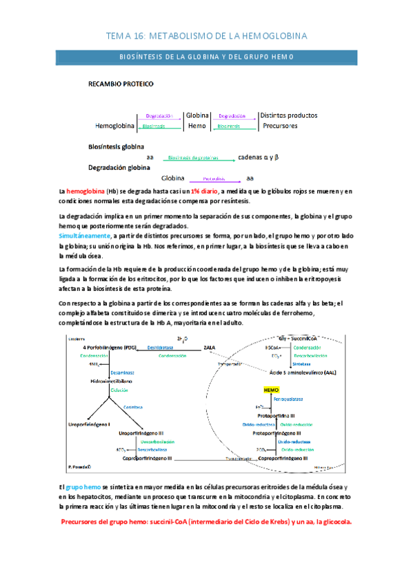 Miniatura del documento TEMA-16-METABOLISMO-DE-HB.pdf