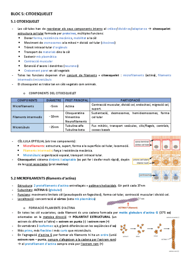 Miniatura del documento BT-5citoesquelet.pdf