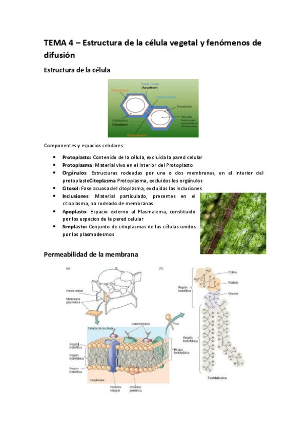 Miniatura del documento TEMA 4 – Estructura de la célula vegetal y fenómenos de difusión.pdf