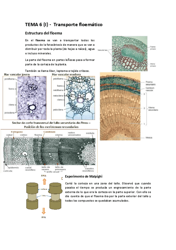 Miniatura del documento TEMA 6 (I) - Transporte floemático.pdf