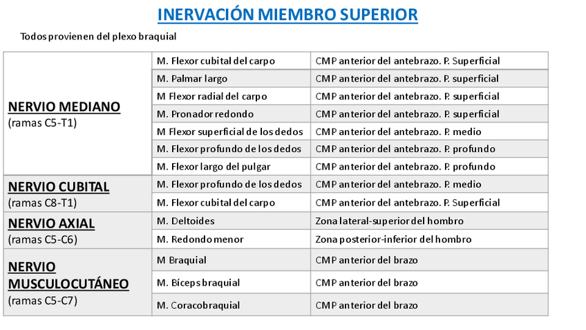 Miniatura del documento Inervacion-miembro-superior.pdf