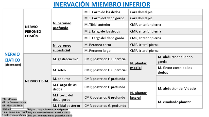 Miniatura del documento Inervacion-miembro-inferior-1.pdf