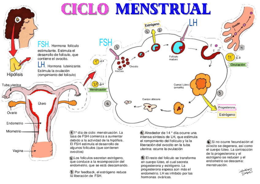 Miniatura del documento embriologia-ciclo-ovarico.pdf