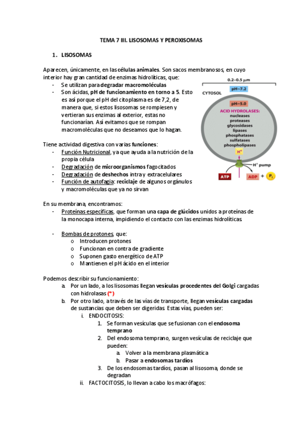 Miniatura del documento TEMA-7-III-Lisosomas-y-Peroxisomas.pdf