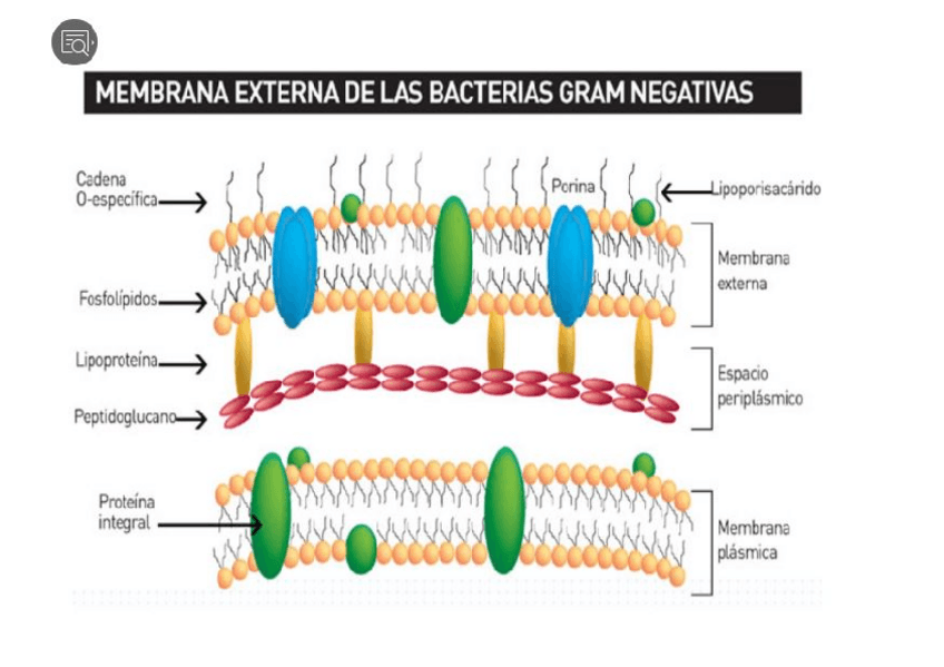 Miniatura del documento Tema-15-Microbiologia.pdf