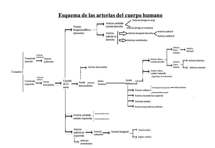 Miniatura del documento esquema-arterias.png