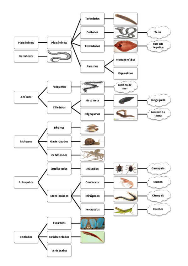 Miniatura del documento ESQUEMA-TODOS-TEMAS-REINO-ANIMAL.pdf