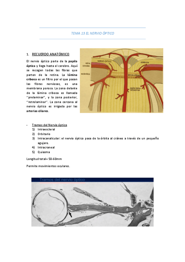 Miniatura del documento TEMA-13-EL-NERVIO-OPTICO.pdf