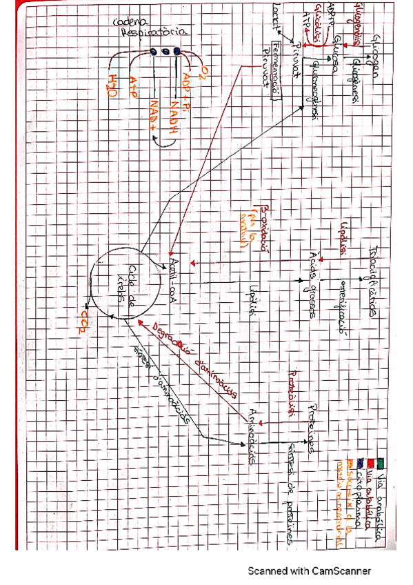 Miniatura del documento mapa-conceptual-metabolisme.pdf