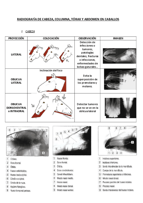 Miniatura del documento Radiografia-caballos.pdf