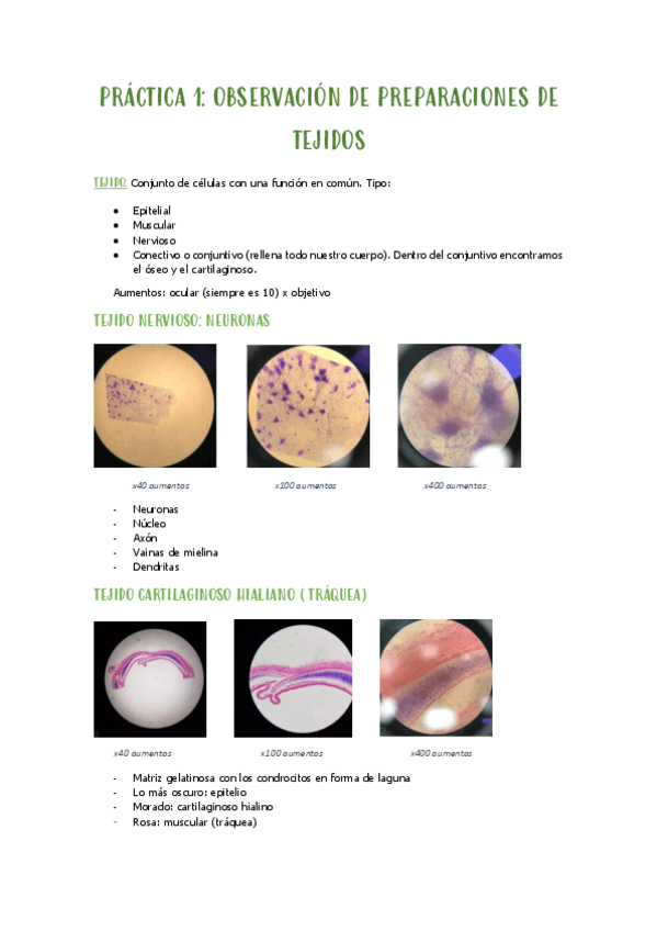 Miniatura del documento PRACTICA-1-tejidos.pdf