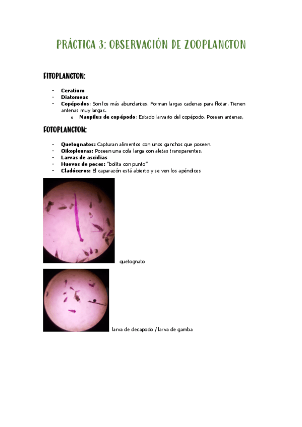 Miniatura del documento PRACTICA-3-zooplancton.pdf