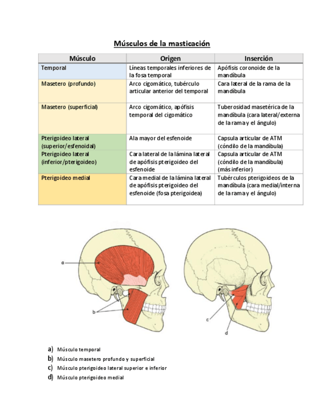 Miniatura del documento Muscultura-de-la-cara.pdf