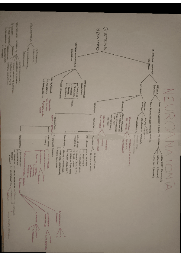 Miniatura del documento neuroanatomia.pdf