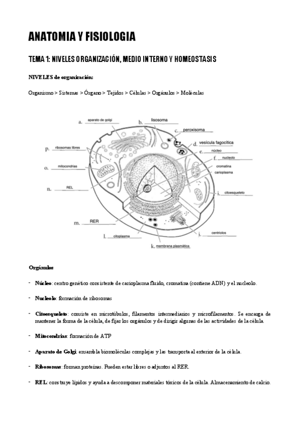Miniatura del documento Anatomia-y-fisiologia.pdf