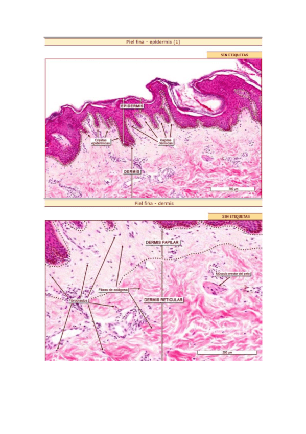 Miniatura del documento fotos-atlas-sistema-teugmentario-copia.pdf