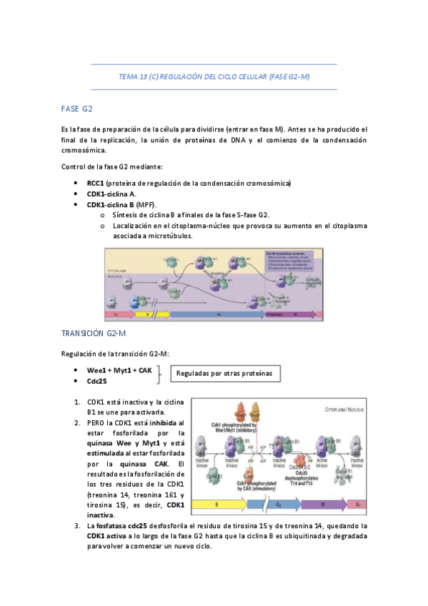 Miniatura del documento TEMA-13-C-REGULACION-DEL-CICLO-CELULAR-FASE-G2-M.pdf