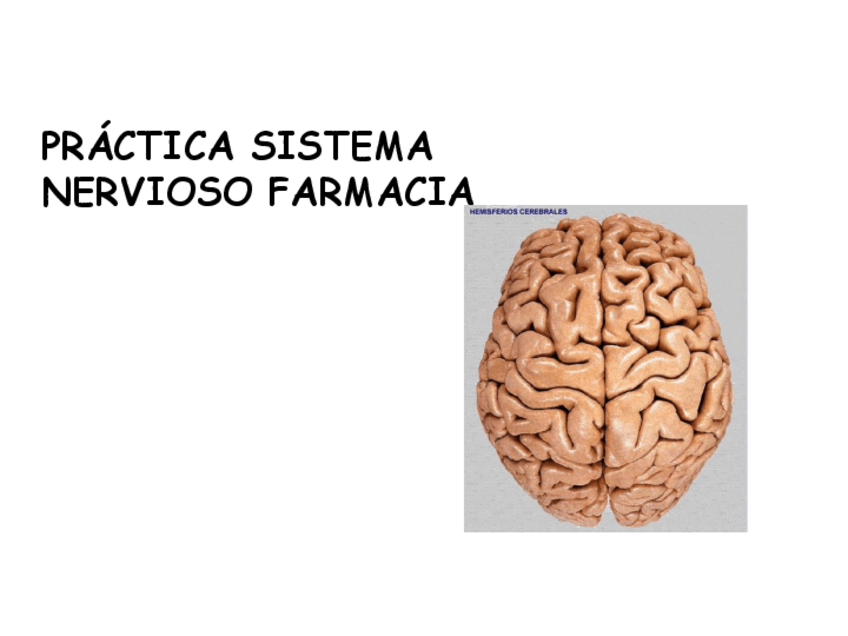 Miniatura del documento PRACTICA-DE-SISTEMA-NERVIOSO-ALUMNOS.pdf