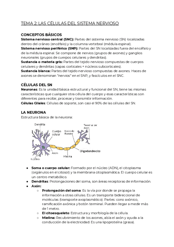 Miniatura del documento TEMA-2-LAS-CELULAS-DEL-SISTEMA-NERVIOSO.pdf