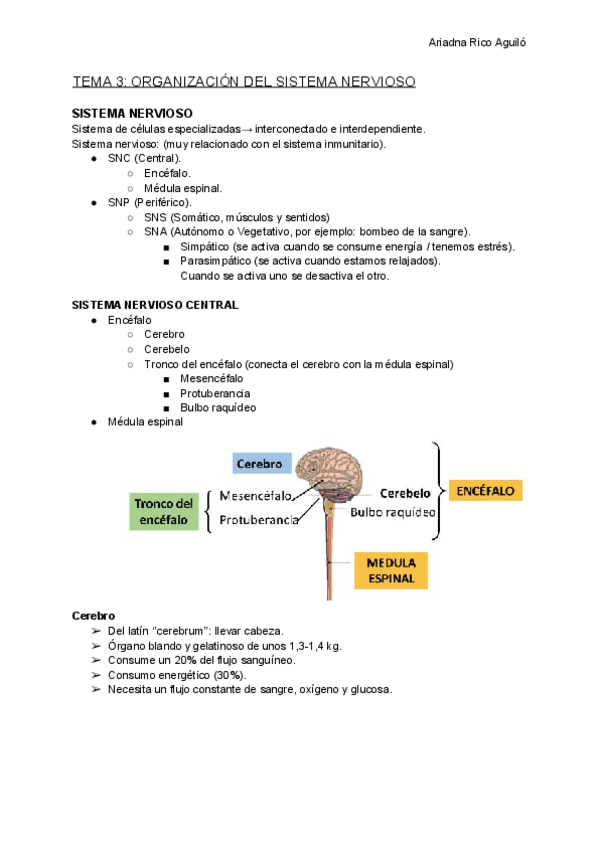 Miniatura del documento TEMA-3-ORGANIZACION-DEL-SISTEMA-NERVIOSO.pdf
