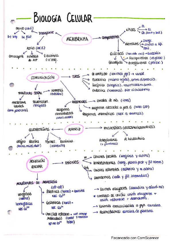 Miniatura del documento Esquema-Biologia-Celular.pdf