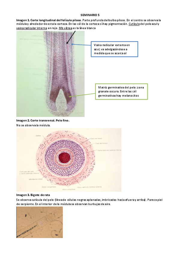 Miniatura del documento SEMINARIO-5.pdf