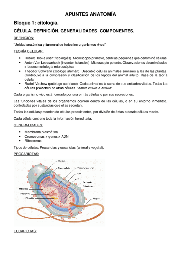 Miniatura del documento APUNTES-ANATOMIA-impreso.pdf