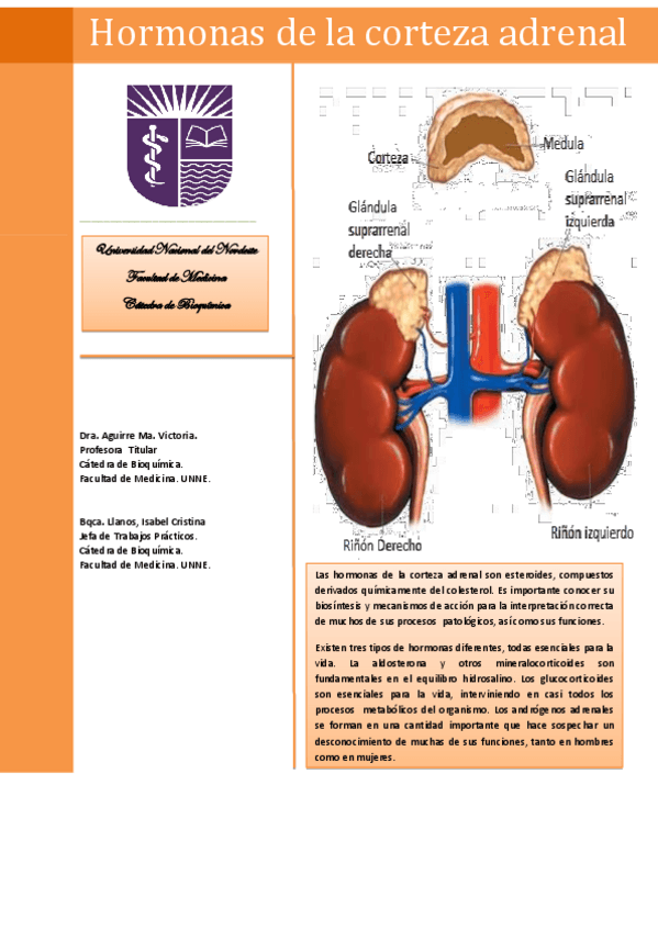 Miniatura del documento Material-de-estudio-CORTEZA-SUPRARRENAL.pdf