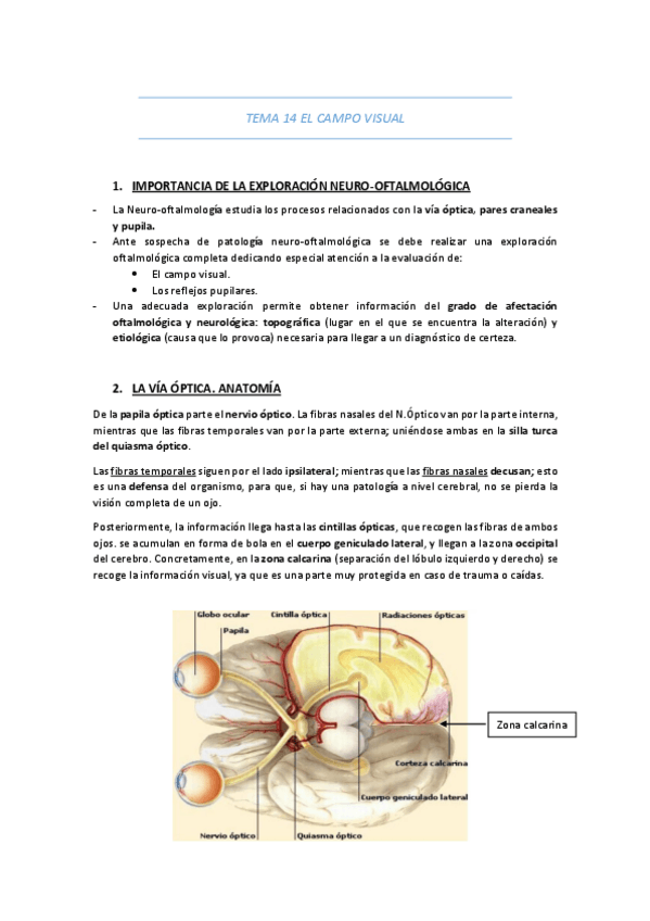 Miniatura del documento TEMA-14-EL-CAMPO-VISUAL.pdf