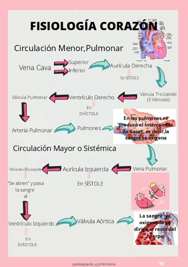 Miniatura del documento FISIOLOGIA-CORAZON-1.pdf