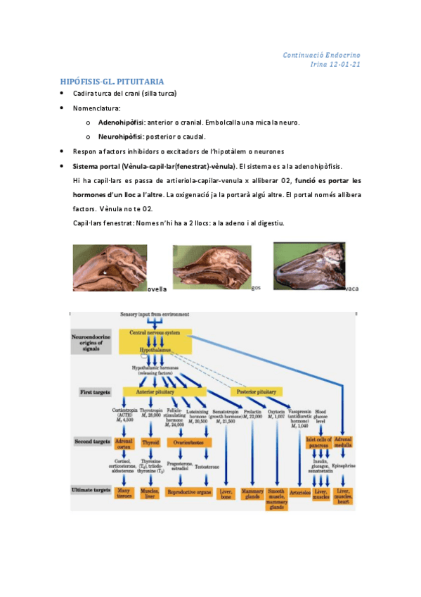 Miniatura del documento endocrino-3a-parte-12-01-21-copia.pdf