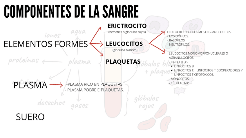 Miniatura del documento Componentes-de-la-sangre-pg8-11.pdf
