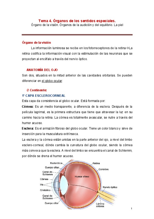 Miniatura del documento Tema-4Organos-de-los-sentidosOjoOidoTegumento.pdf