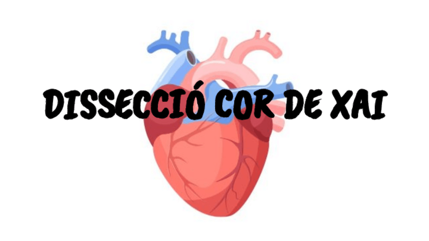 Miniatura del documento Disseccio-cor-de-xai.pdf