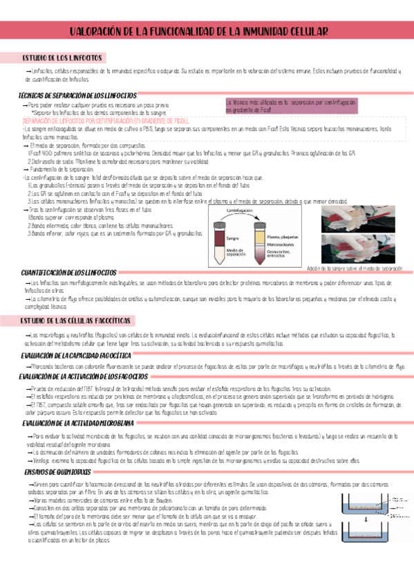 Miniatura del documento T5-Valoracion-de-la-funcionalidad-de-a-inmunidad-celular.pdf
