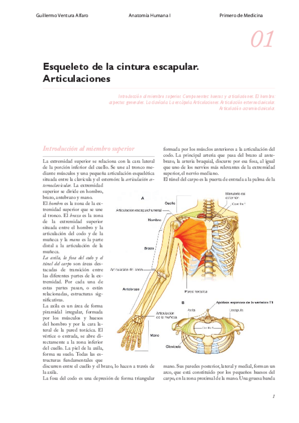 Miniatura del documento APUNTES ANATOMÍA HUMANA I - GUILLE.pdf