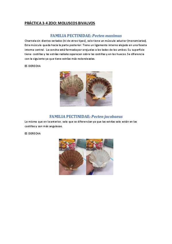 Miniatura del documento practicas-zoo-curso-completo.pdf