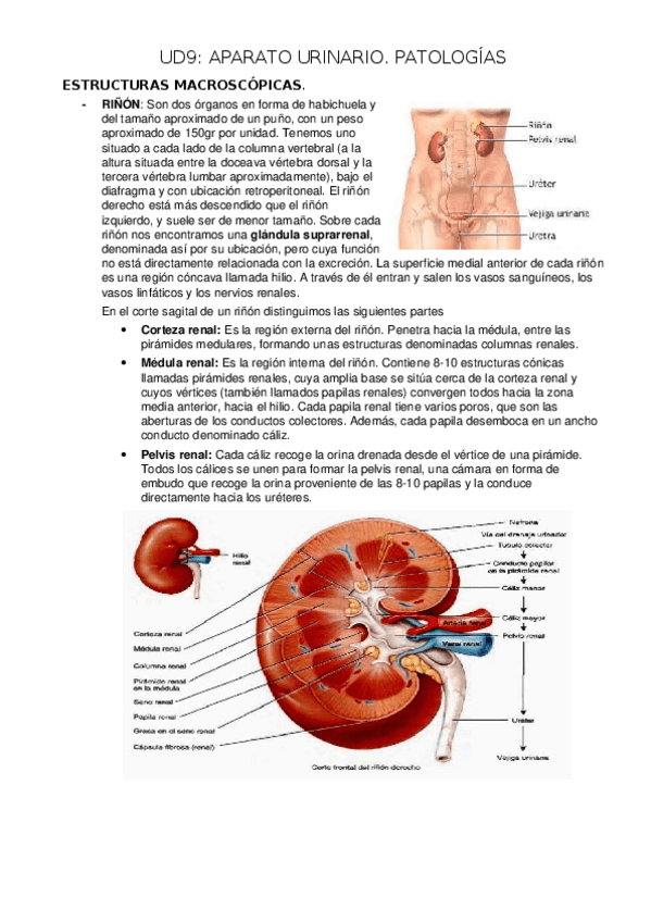 Miniatura del documento Unidad-9.docx