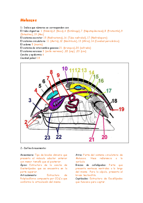 Miniatura del documento Moluscos.pdf