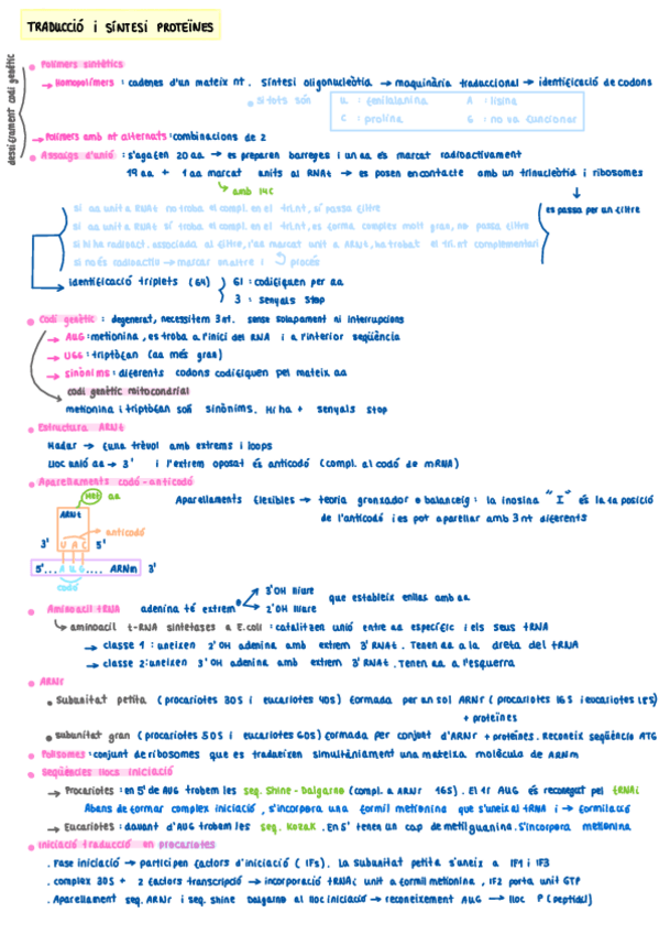 Miniatura del documento Traduccio-i-sintesi-de-proteines.pdf