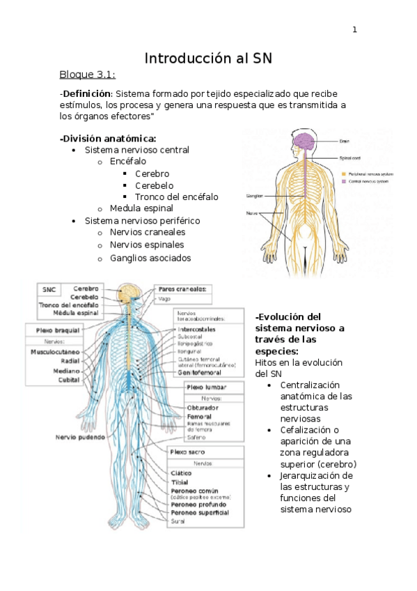 Miniatura del documento RESUMEN-2o-PARCIAL.docx