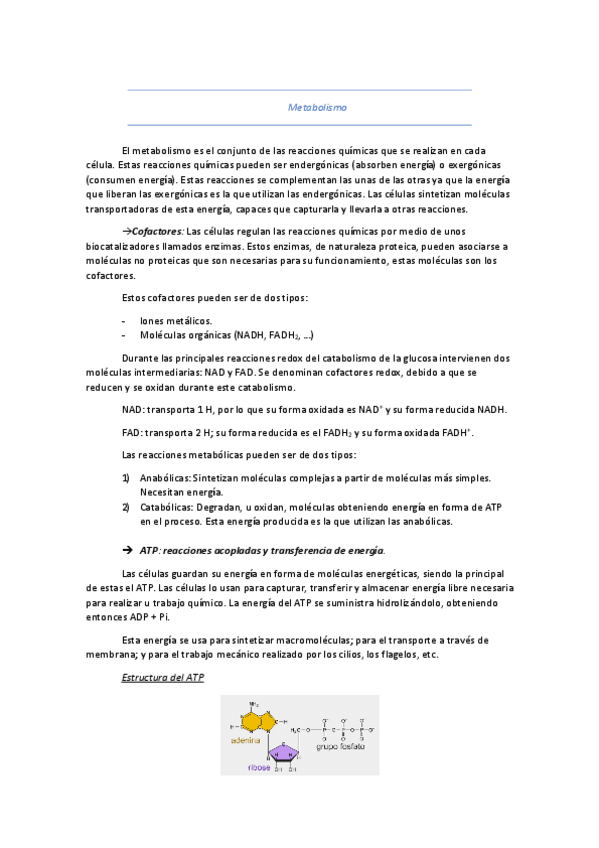 Miniatura del documento Resumen-Mitocondria-Metabolismo.pdf