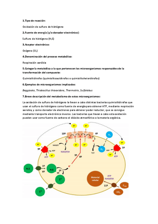 Miniatura del documento Resumen-metabolismo.pdf