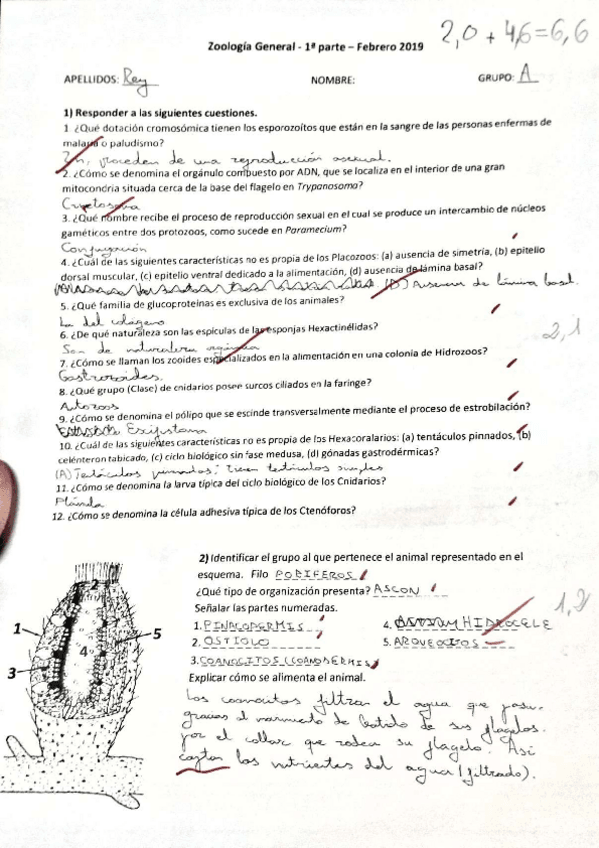 Miniatura del documento Examen-Corregido-Primera-Parte-Zoologia.pdf